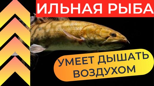 Ильная рыба: Рыба, которая не менялась 70 млн лет. Она пережила динозавров, научилась дышать воздухом и не есть 1.5 года 🎥