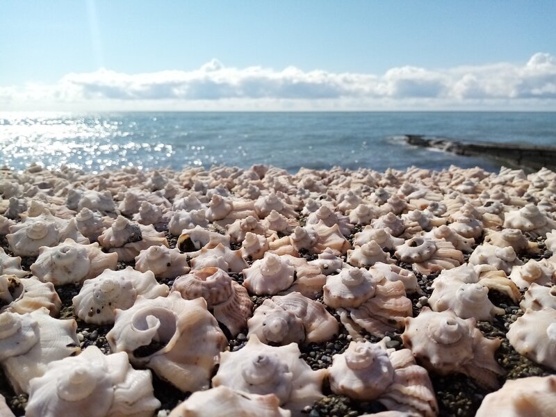 Пляж с ракушками в Адлере