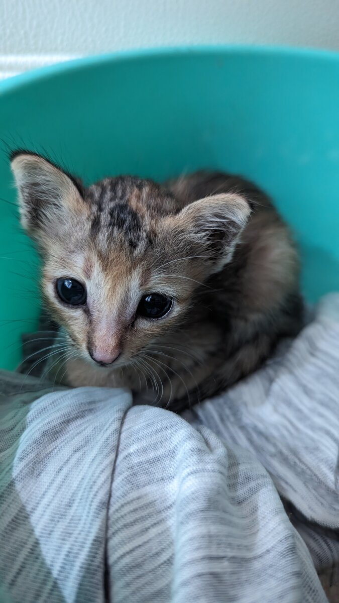 Это Пискля. У нее не закрывался рот от жалобных мяуков поэтому ее ситуативно назвали Писклей