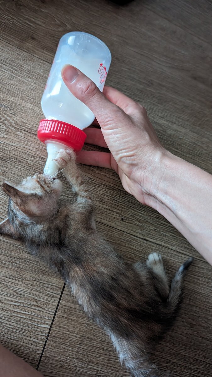 Пискля кушает из сосочки