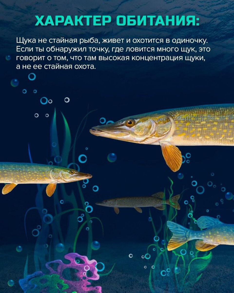 Щука энергетическая ценность. Щука обитатель пресного водоема. Щука чем полезна для человека. Чем полезна щука для организма. Рыба щука.