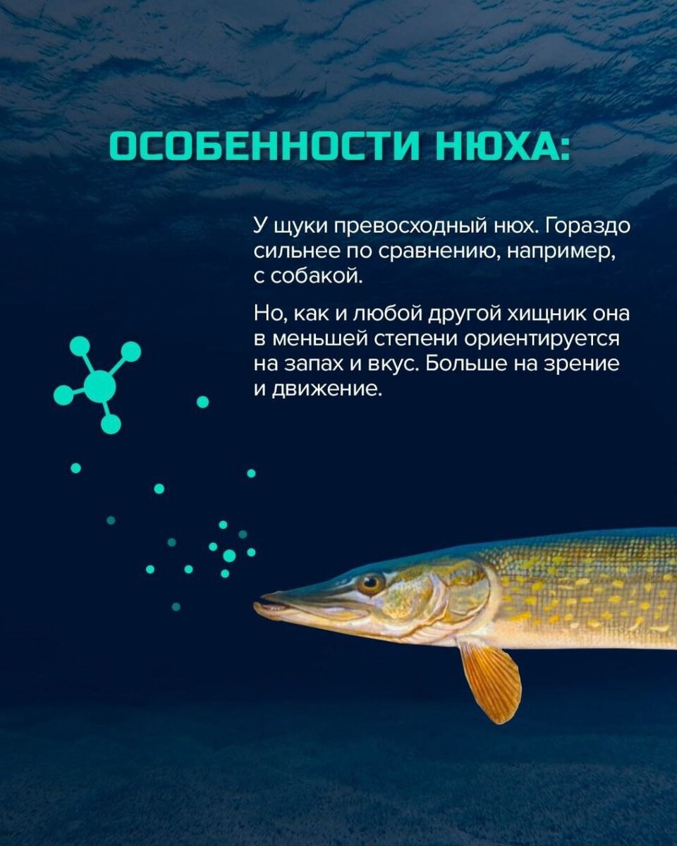 Как пишется щучка