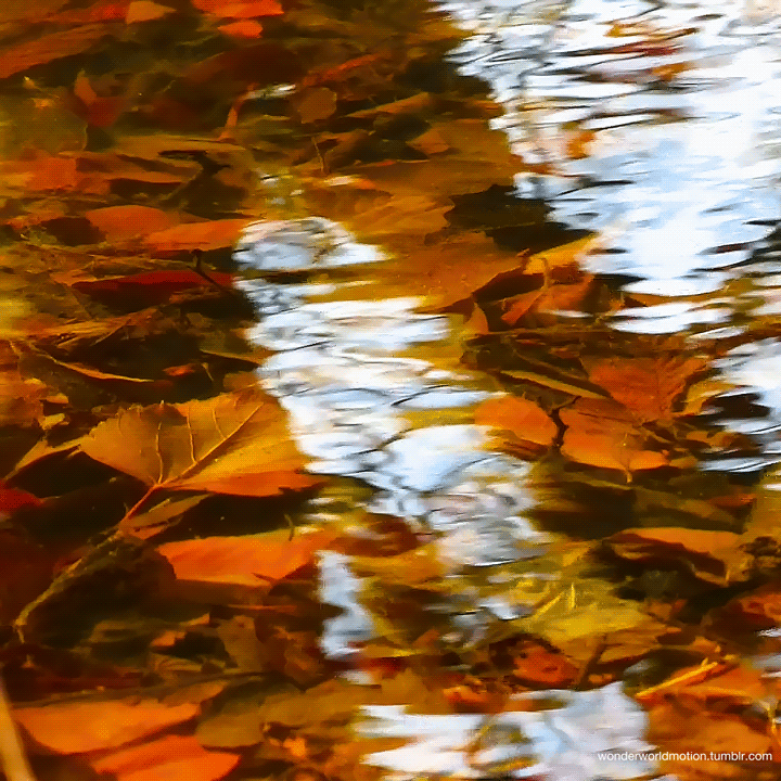 Падающие листья в воду. Дождливая осень. Осень дождь. Осенние листья на воде. Осень гиф.