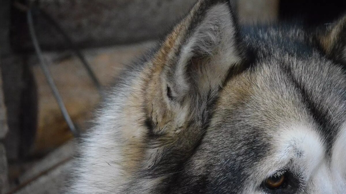     Казань выделила 36,2 млн рублей на обеспечение содержания и контроля численности бездомных животных, пойманных на улицах города в следующем году. Об этом говорится в тендере, размещенном на сайте госзакупок.