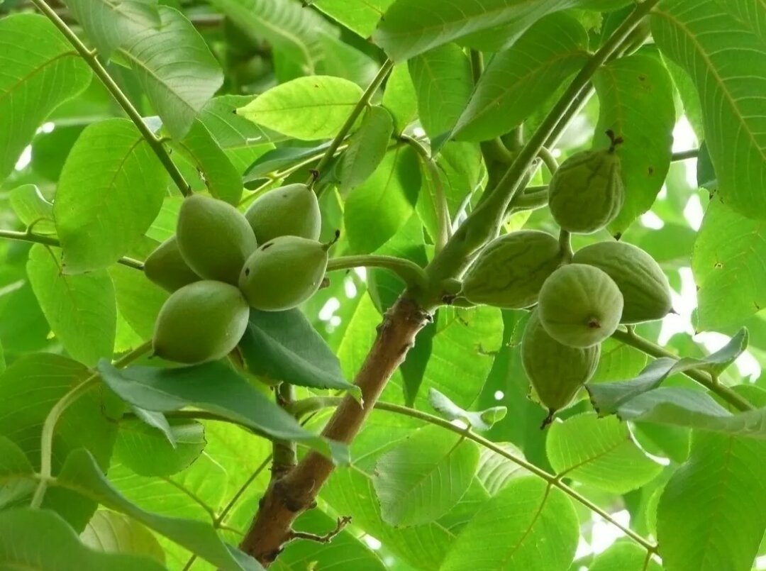 Juglans mandshurica дерево. Juglans microcarpa. орех маньчжурский дальневосточный реликт. маньчжурский (думбейский) орех. орех маньчжурский (juglans nigra l.