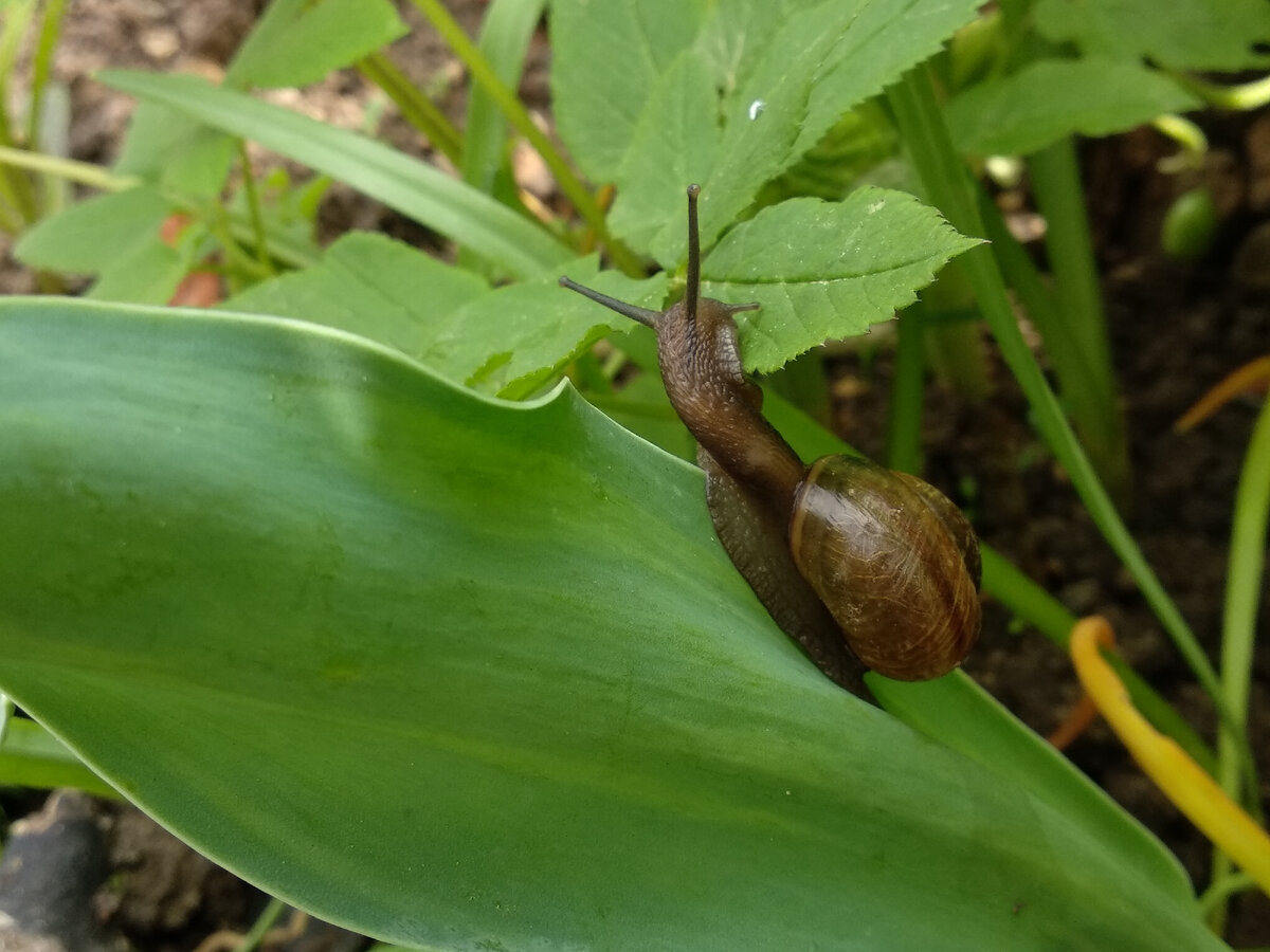 Всеядная улитка. Фото автора