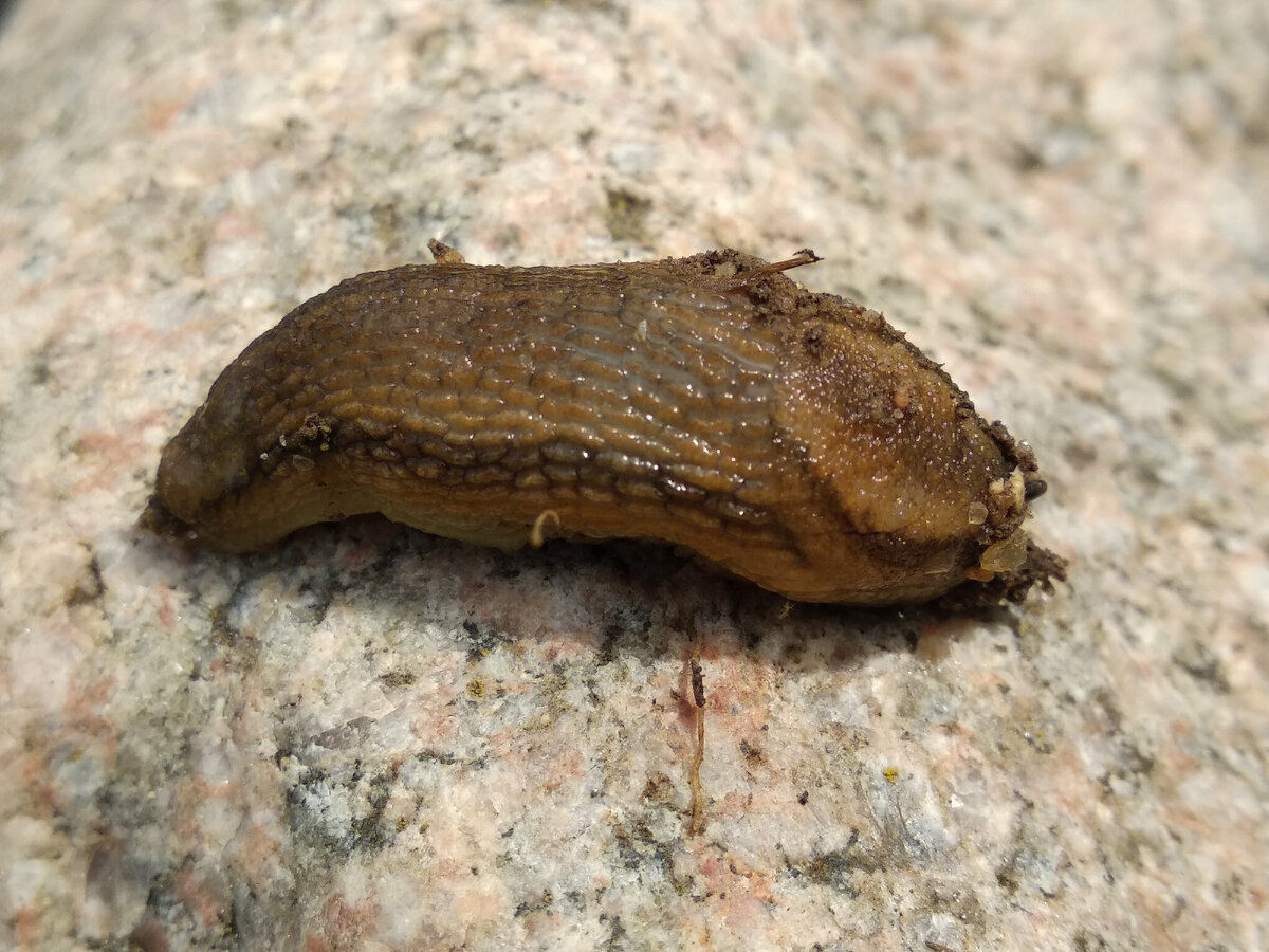 Мульчирование затрудняет жизнь слизням. Фото автора