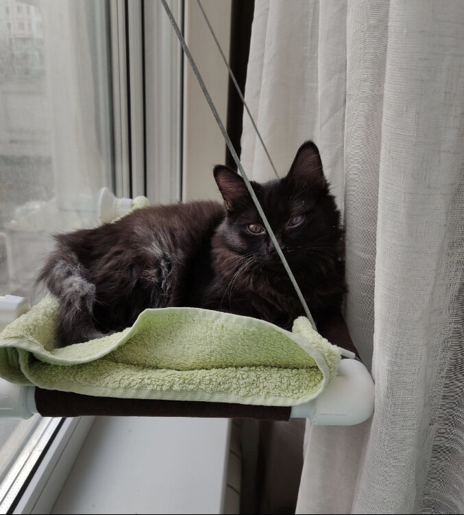 Это он на окне на гамаке 😊