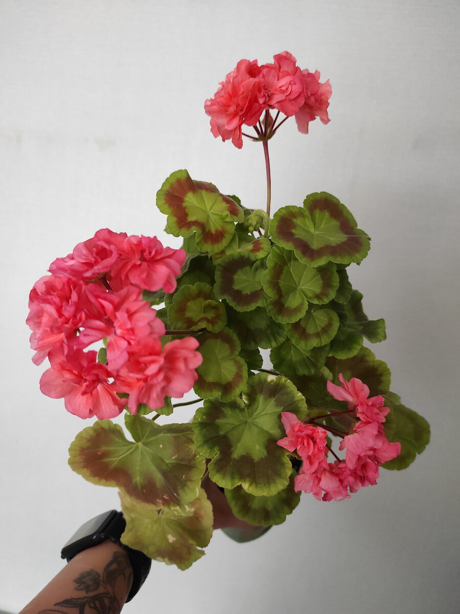 Bold gold, весеннее цветение 