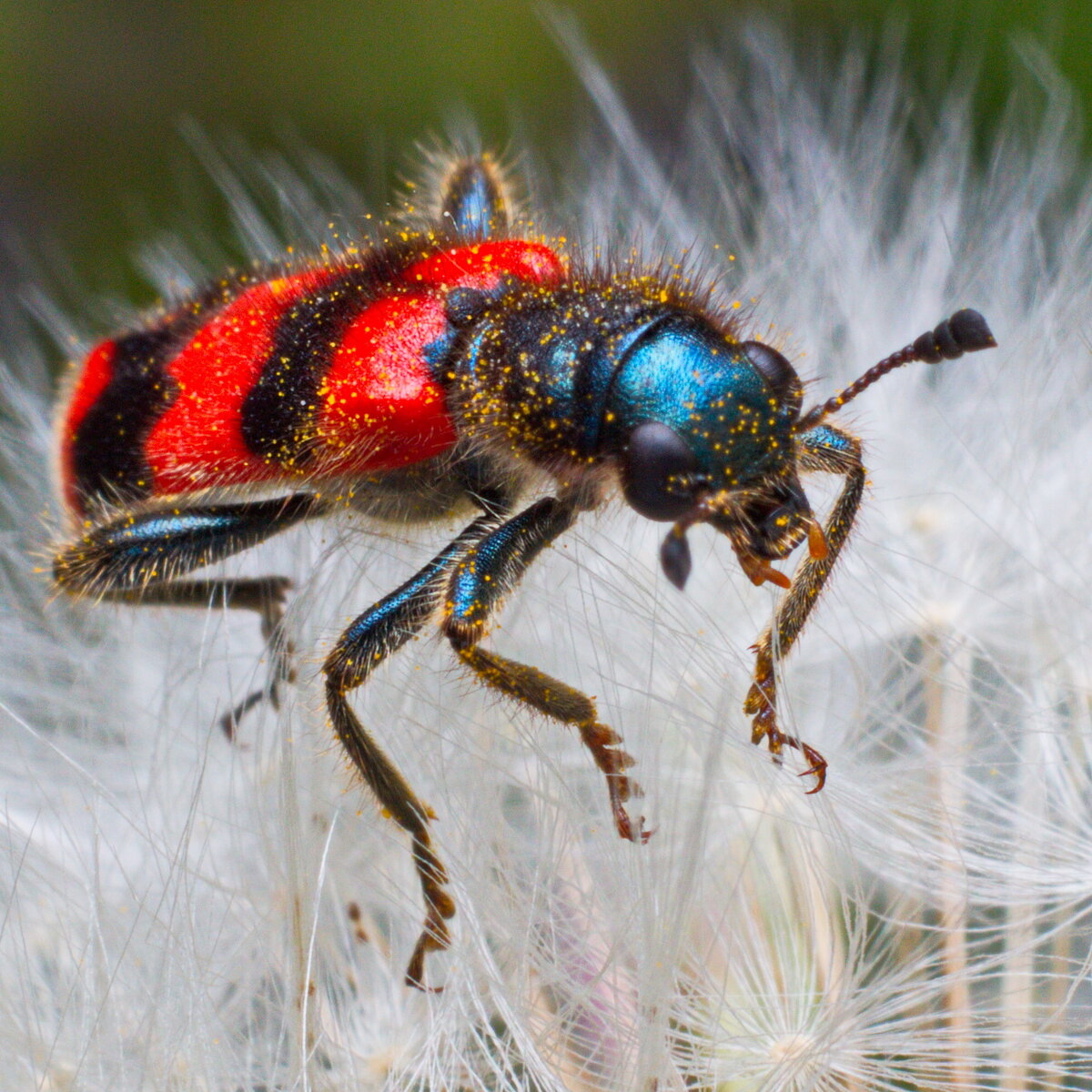 Пестряк пчелиный или пчеложук (лат. Trichodes apiarius) / Миллиметровая  Вселенная | Macro / Миллиметровая Вселенная | Дзен