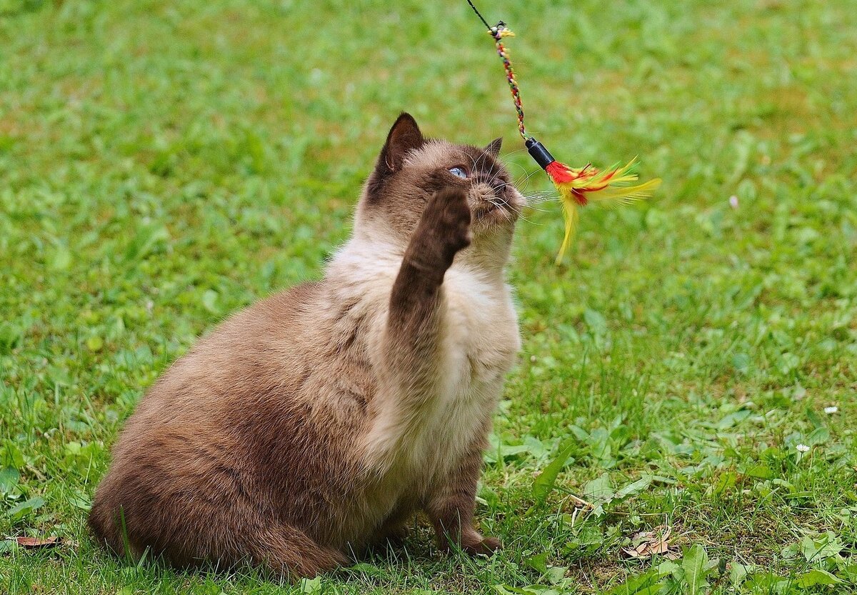    Игрушки нужны даже взрослым котикам