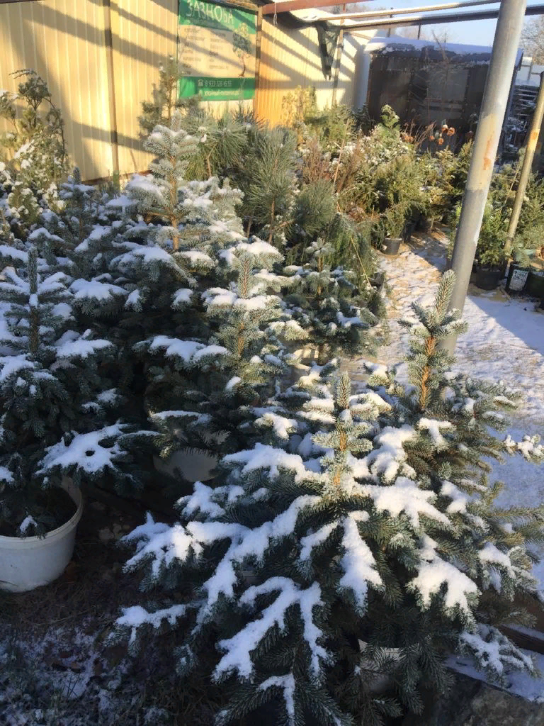 Саженцы в контейнерах на площадке. 