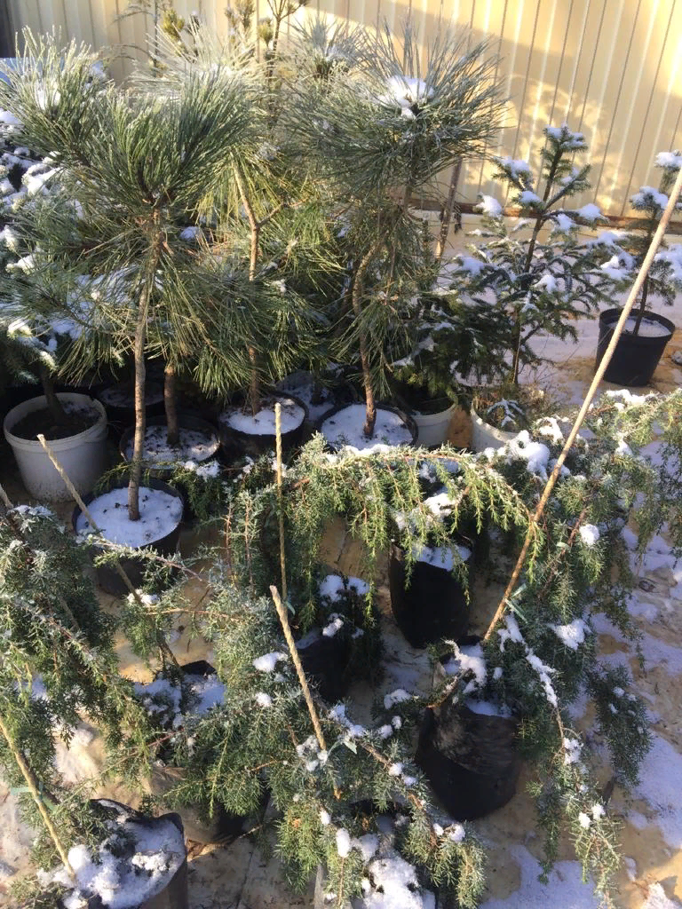 Саженцы в контейнерах на площадке.