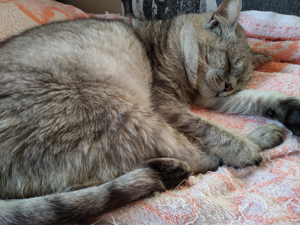 он спит на стареньком полотенце, которое я стелю на диван для него и от него. он плохо контролирует когти, отчего повсюду зацепки, а подотенчико не жалко, но вид его... сами видите) не очень. 