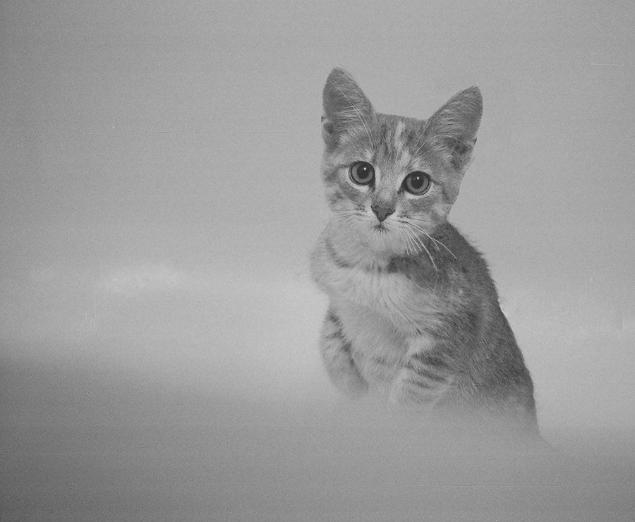 Умерла кошка