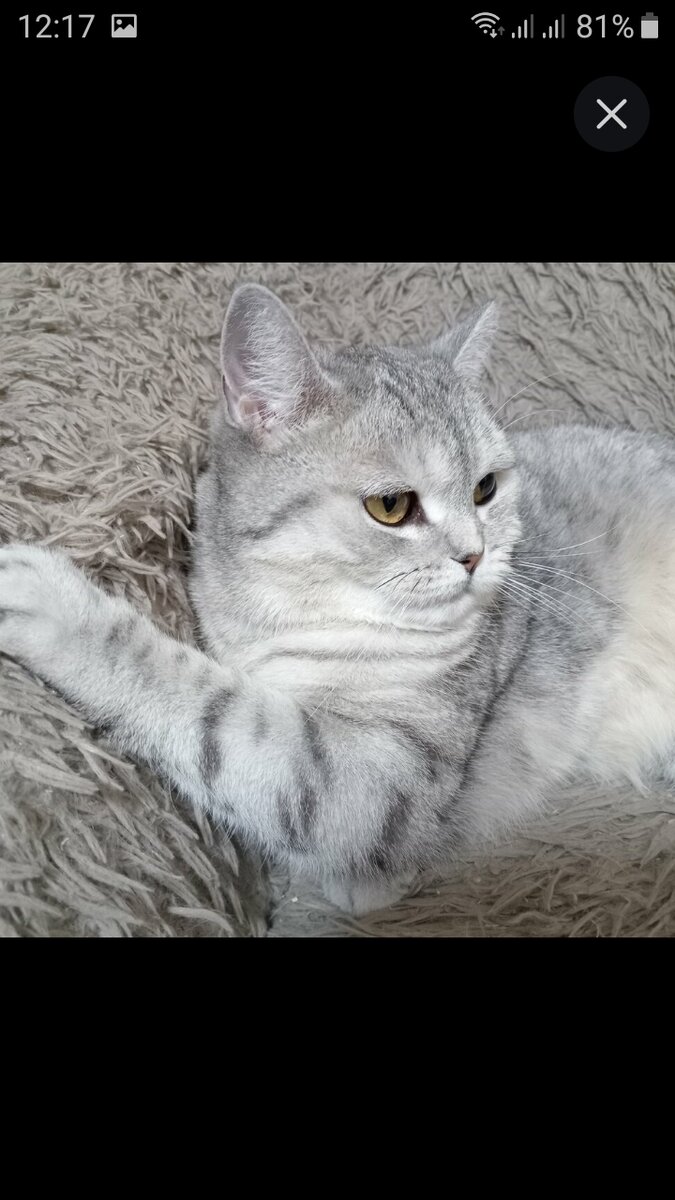 Скриншот автора 