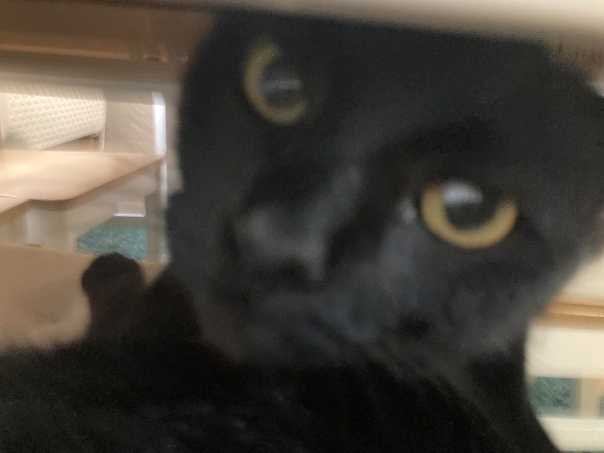 Мистик - сегодня думаю буду дома