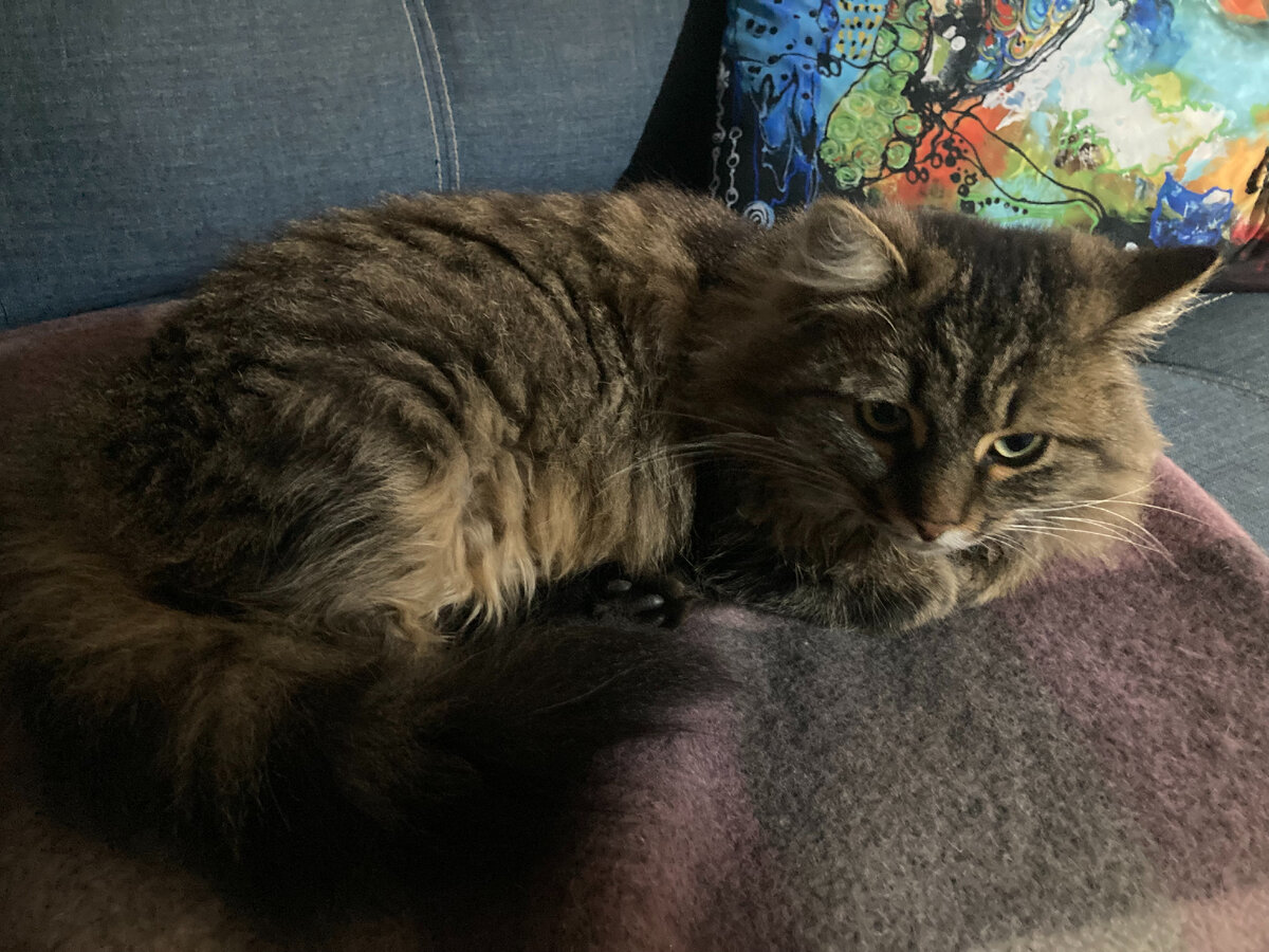 Портос - что-то похолодало