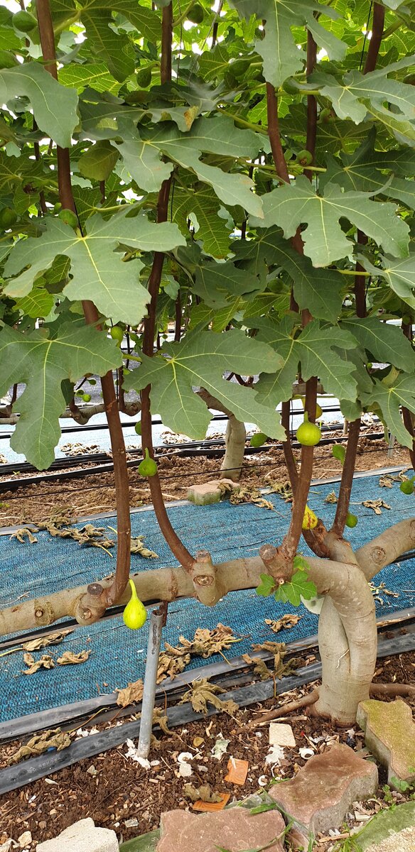 Инжир в период роста плодов