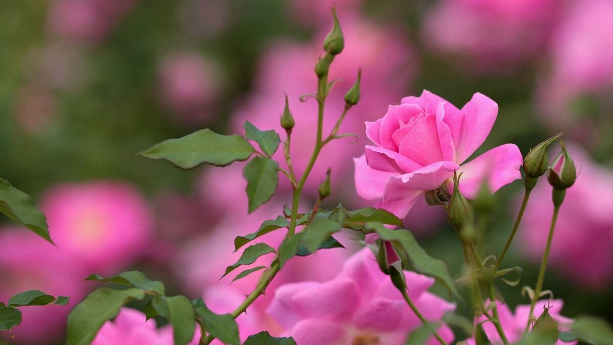 Картинка найдена на просторах интернета, ссылка https://yandex.ru/images/search?from=tabbar&img_url=https%3A%2Fi%2F.pinimg.com%2Foriginals%2Fa8%2F34%2Fа3f%2Fa83р43f81051с2879b5e7bd53274cf0591a19.jpg&lr=47&pos=15&rpt=simage&text=%D1%86%D0%B2%D0%B5%D1%82%D1%8B%20%D0%BA%D1%80%D1%83%D0%BF%D0%BD%D0%BE%20%D1%84%D0%BE%D1%82%D0%BE 