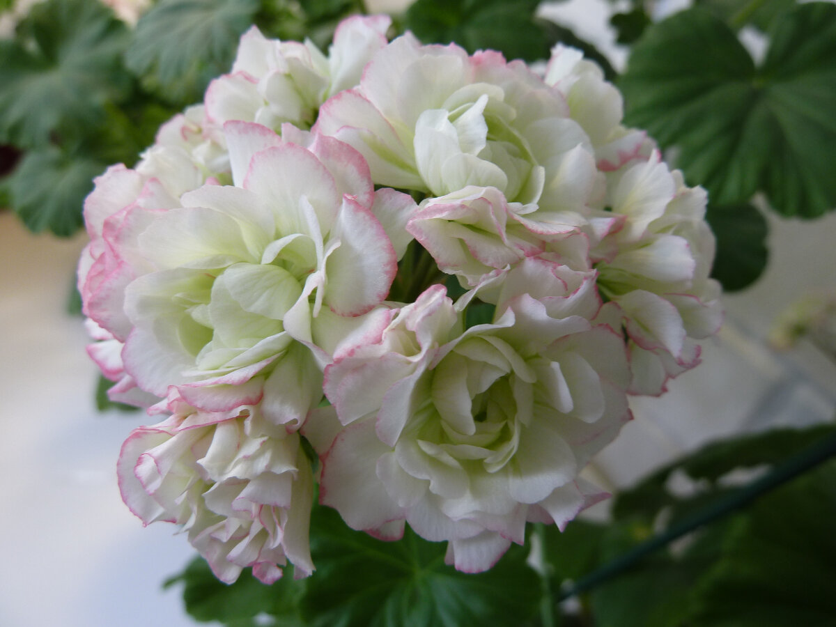 Apple Blossom Rosebud на лоджии. Цветение весеннее. Солнышка не очень много. Зато каждая розочка крупнее. Вообще у этого сорта самые крупные розочки из всей серии.