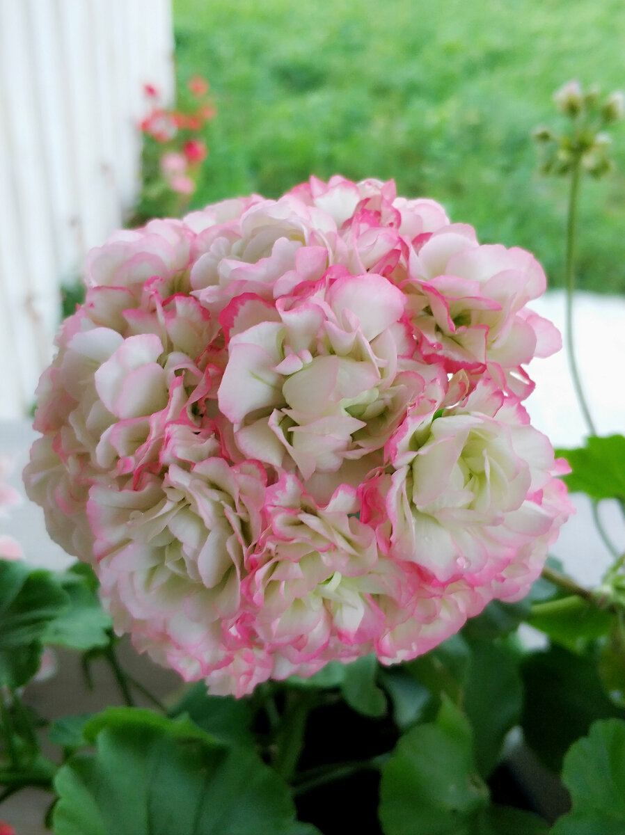 Apple Blossom Rosebud на солнышке - окантовка лепестков ярко выражена