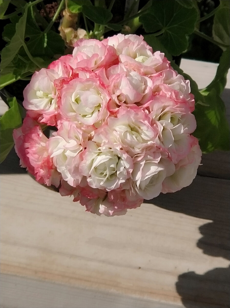 Соцветие Apple Blossom Rosebud, который висел на восточной стороне дома. 
