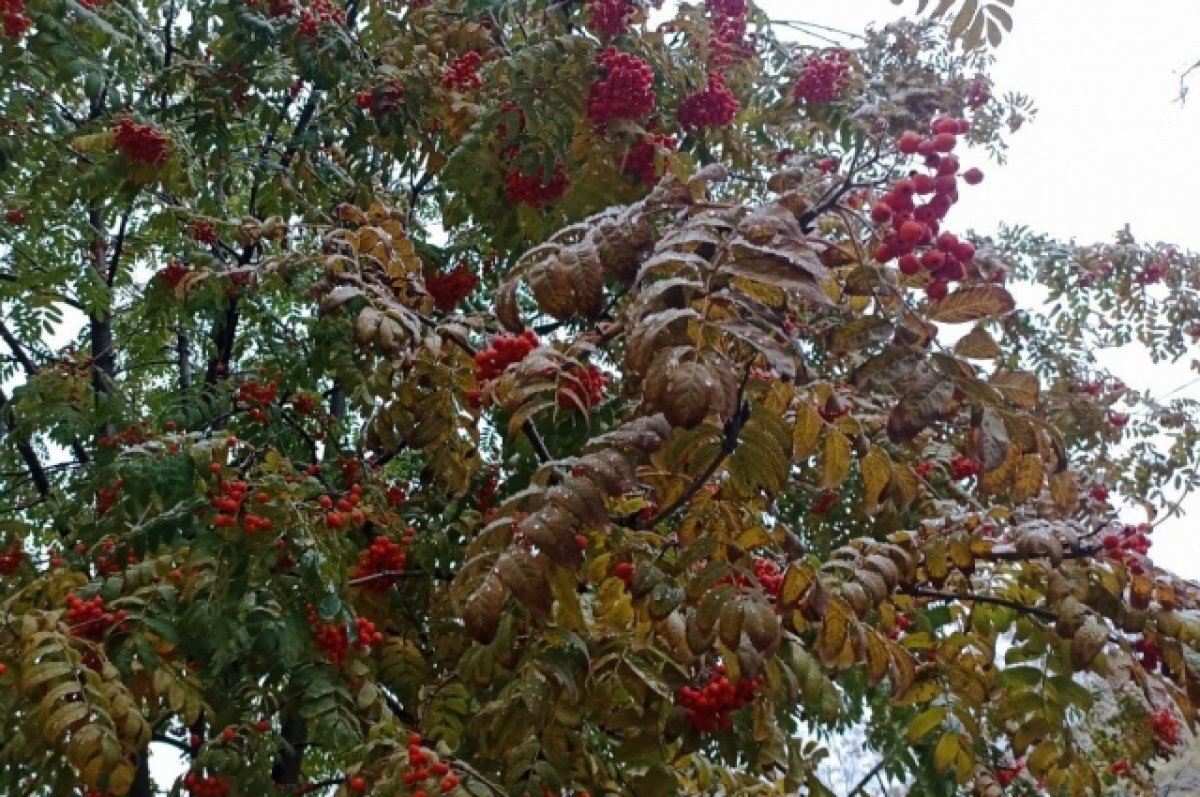    В Самарской области прогнозируют небольшой снег и гололедицу на выходные