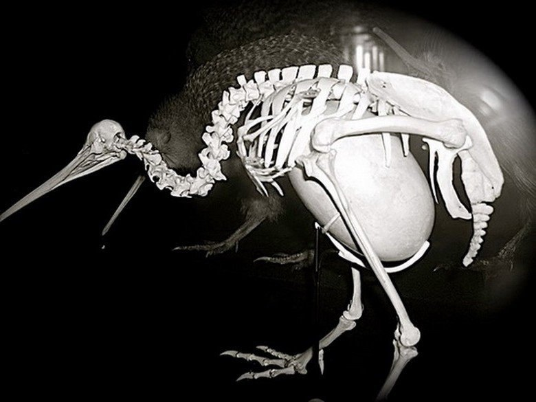 Вот у кого РЕАЛЬНО большие яйца.