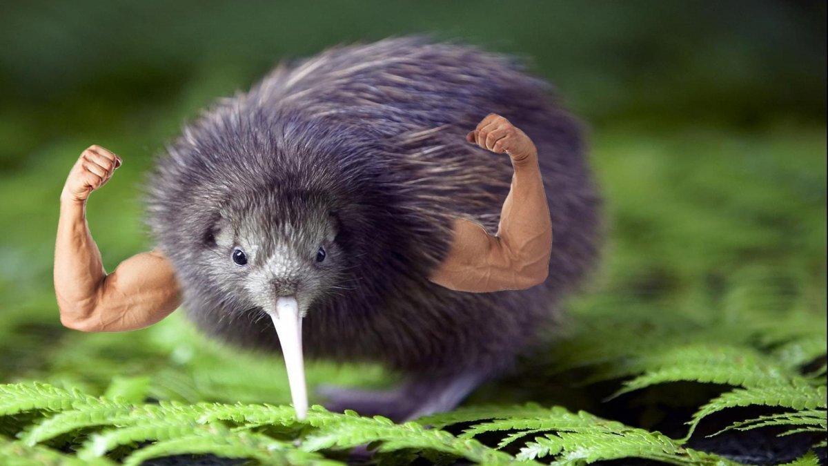 Ближайшие родственники этого несуразного пернатого — грозные казуары.