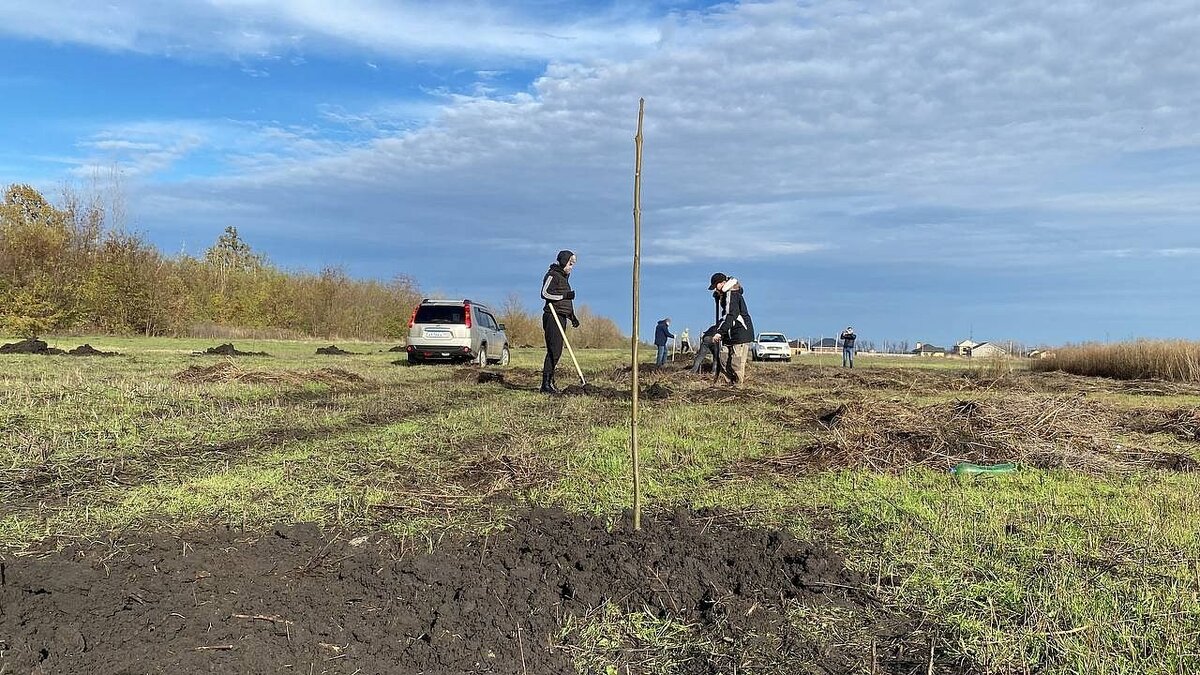    В поселке Лазурном высадили молодую аллею молодых деревьев. Фото: телеканал «Краснодар»