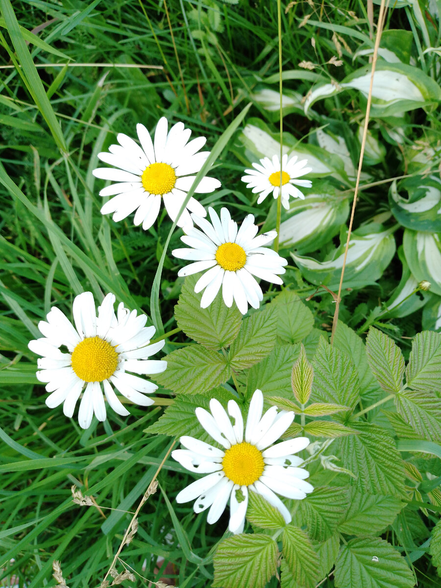 Произведение Анастасии Олеговны Чекановой