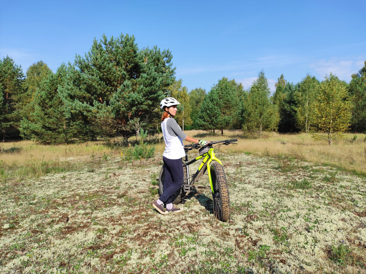 Солнце, сосны и мох