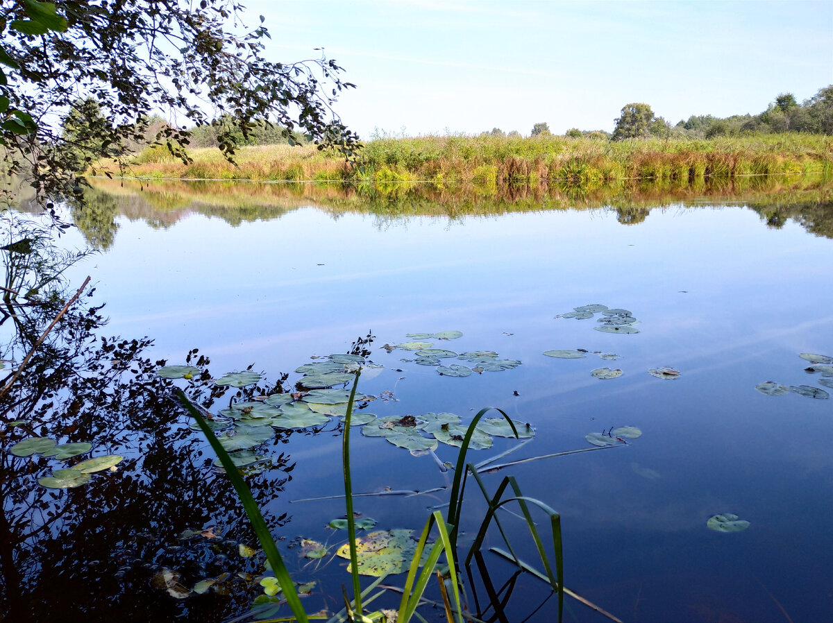 Зелёные листья кувшинок на синей воде