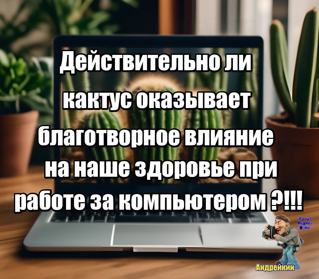 Действительно ли кактус нужен при работе на компьютере? Реальность, а не  сказки и мифы | Андрейкин | Дзен