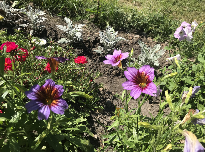 Сальпиглоссис, фото Надежды