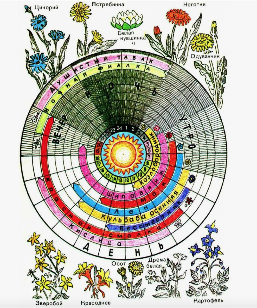 Carl linnaeus floral clock