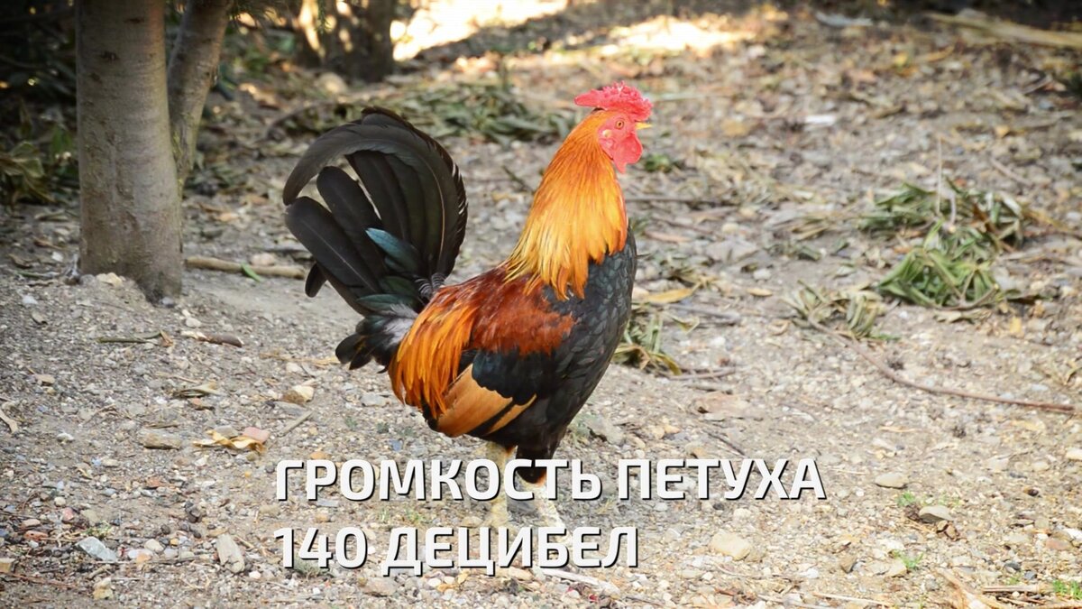 Удивительные факты о птицах - Часть 2 | Шоурама - фото, видео, новости,  интересные факты | Дзен