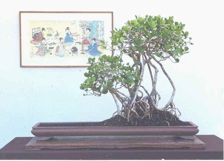 «Шагающее мангровое дерево». Автор Dr. Horace Freestone Clay. 
Источник: http://www.fukubonsai.com/5a9.html
