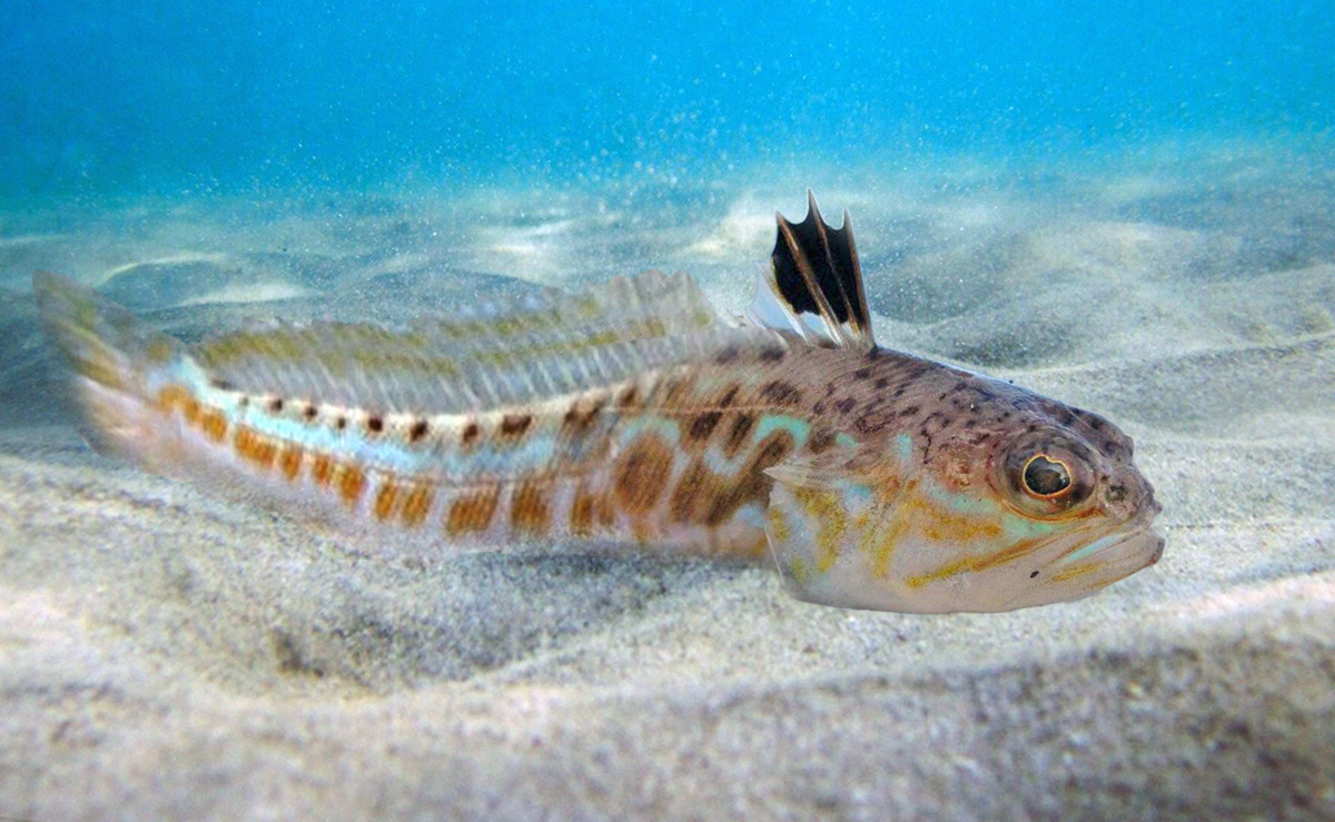 The most dangerous fish of the Black Sea is the sea dragon. The spines of its do