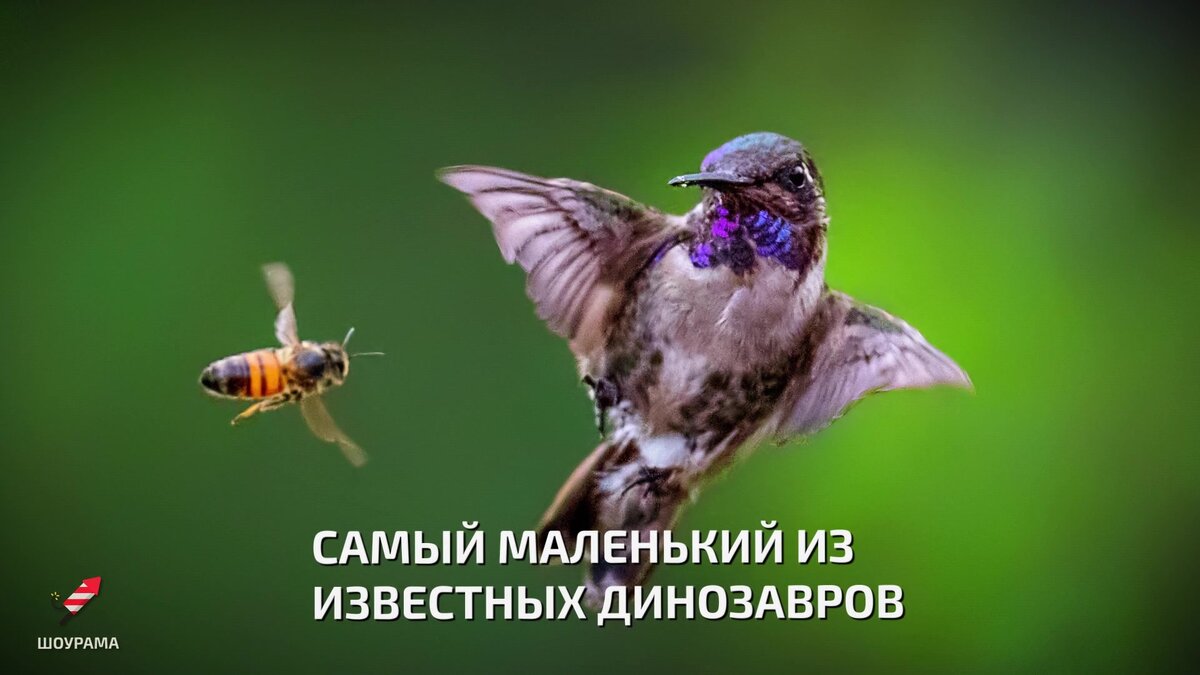 Колибри с новой стороны | Шоурама - фото, видео, новости, интересные ...
