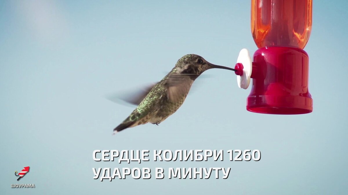 Колибри с новой стороны | Шоурама - фото, видео, новости, интересные ...