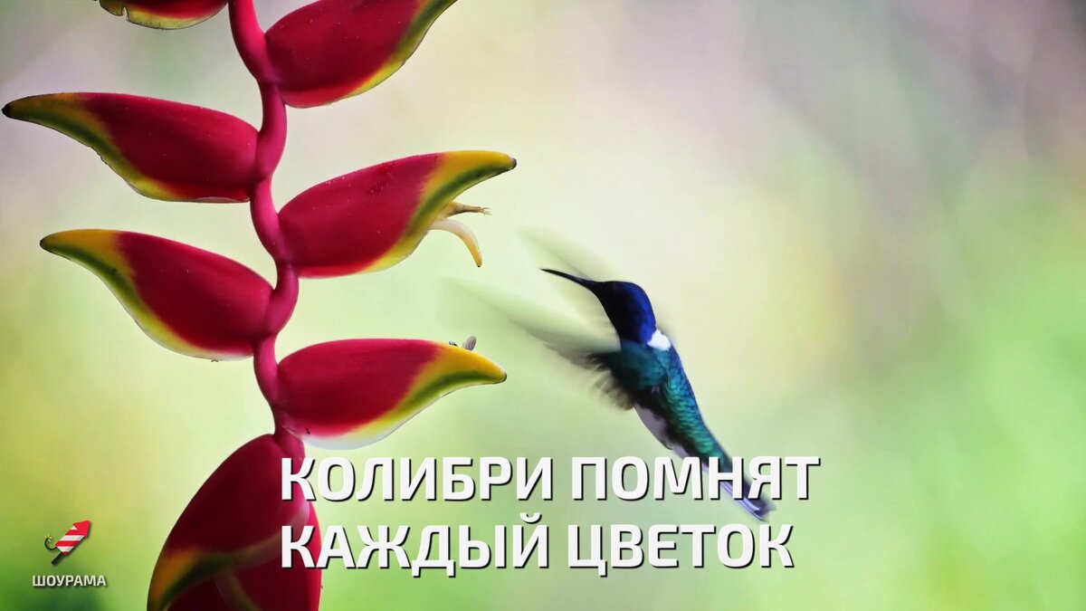 Колибри с новой стороны | Шоурама - фото, видео, новости, интересные ...