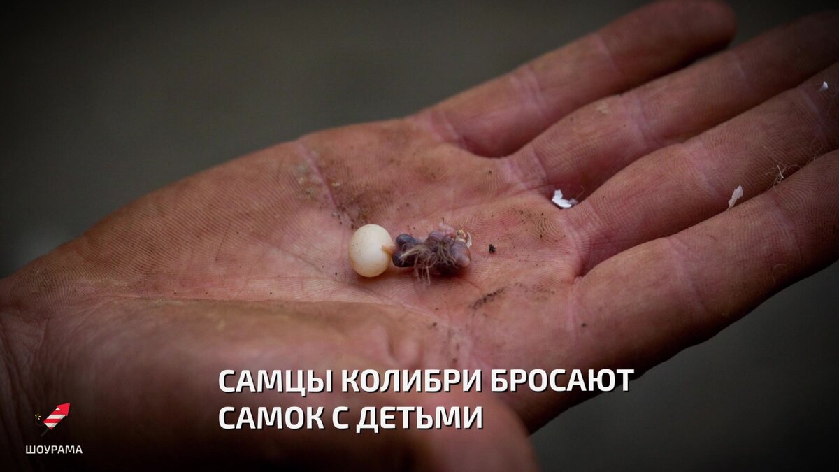 Колибри с новой стороны | Шоурама - фото, видео, новости, интересные ...