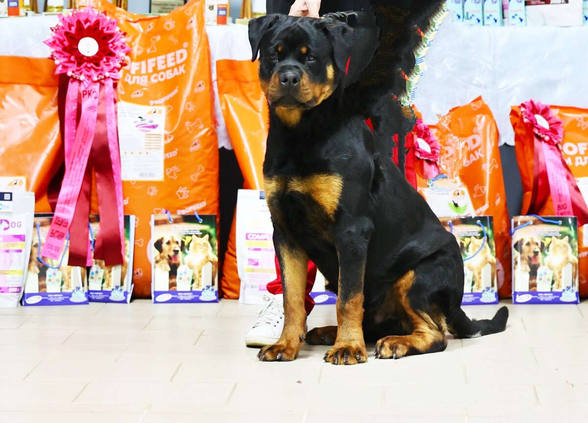 Первая выставка. Нескладный щенок.