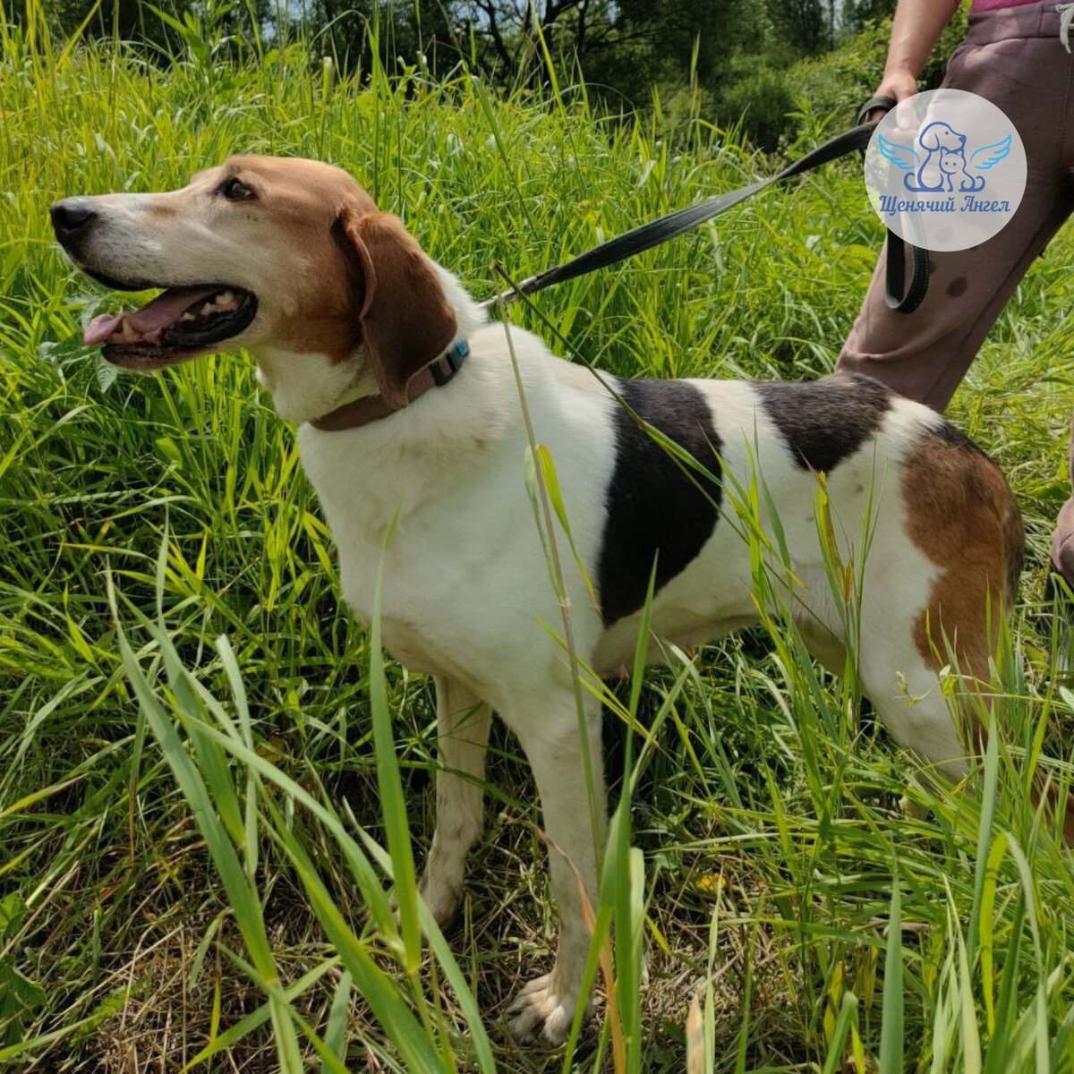 Широкогрудая спортсменка, комсомолка, красавица (Фото с сайта puppyangel911.ru)