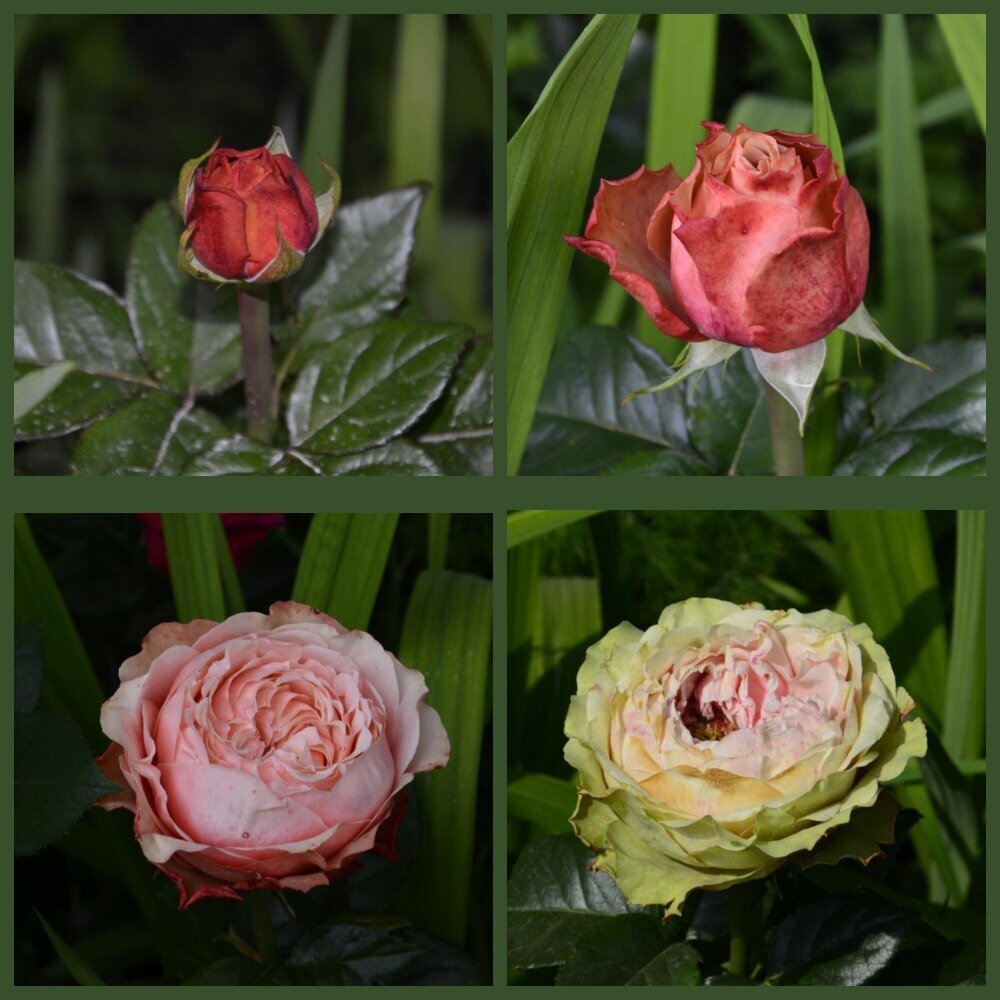 фотоколлаж Елены