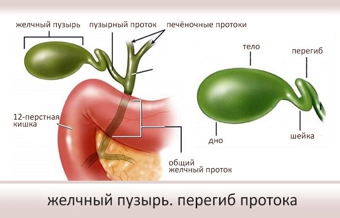 Как выглядит желчный у человека Современные представления о полипах желчного пузыря Гастроцентр Эксперт Дзен