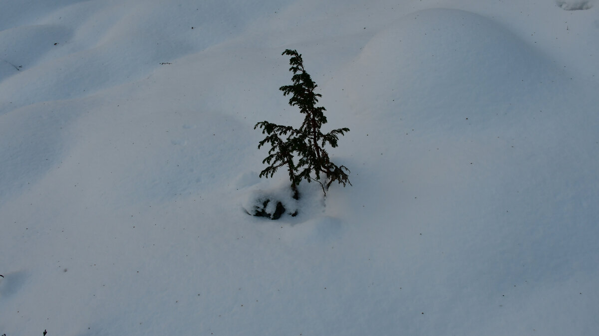травинка в снегу