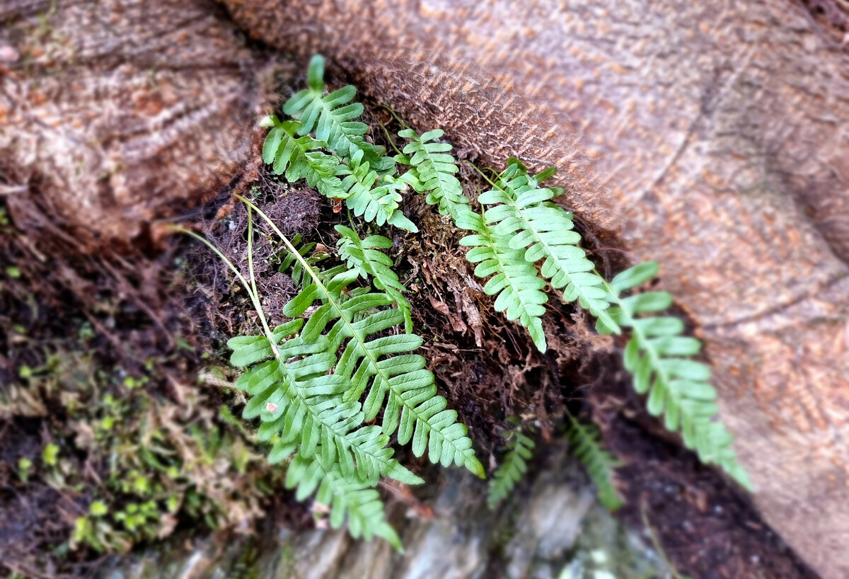 Многоножка сибирская (Polypodium sibiricum Sipliv.) - зимнезеленый папоротник. Его горизонтальное корневище надежно укрыто моховым одеялом. На корневище имеется множество придаточных корешков, напоминающих ножки сороконожки. Этим и объясняется название папоротника. В сильные холода вайи многоножки сворачиваются в трубочку. 